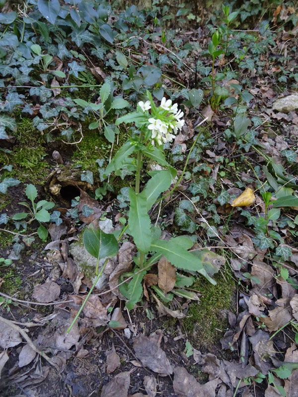 Arabis turrita - Brassicaceae